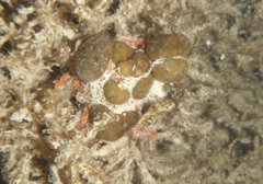 Stenocionops furcatus