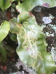 Phytomyza scolopendri