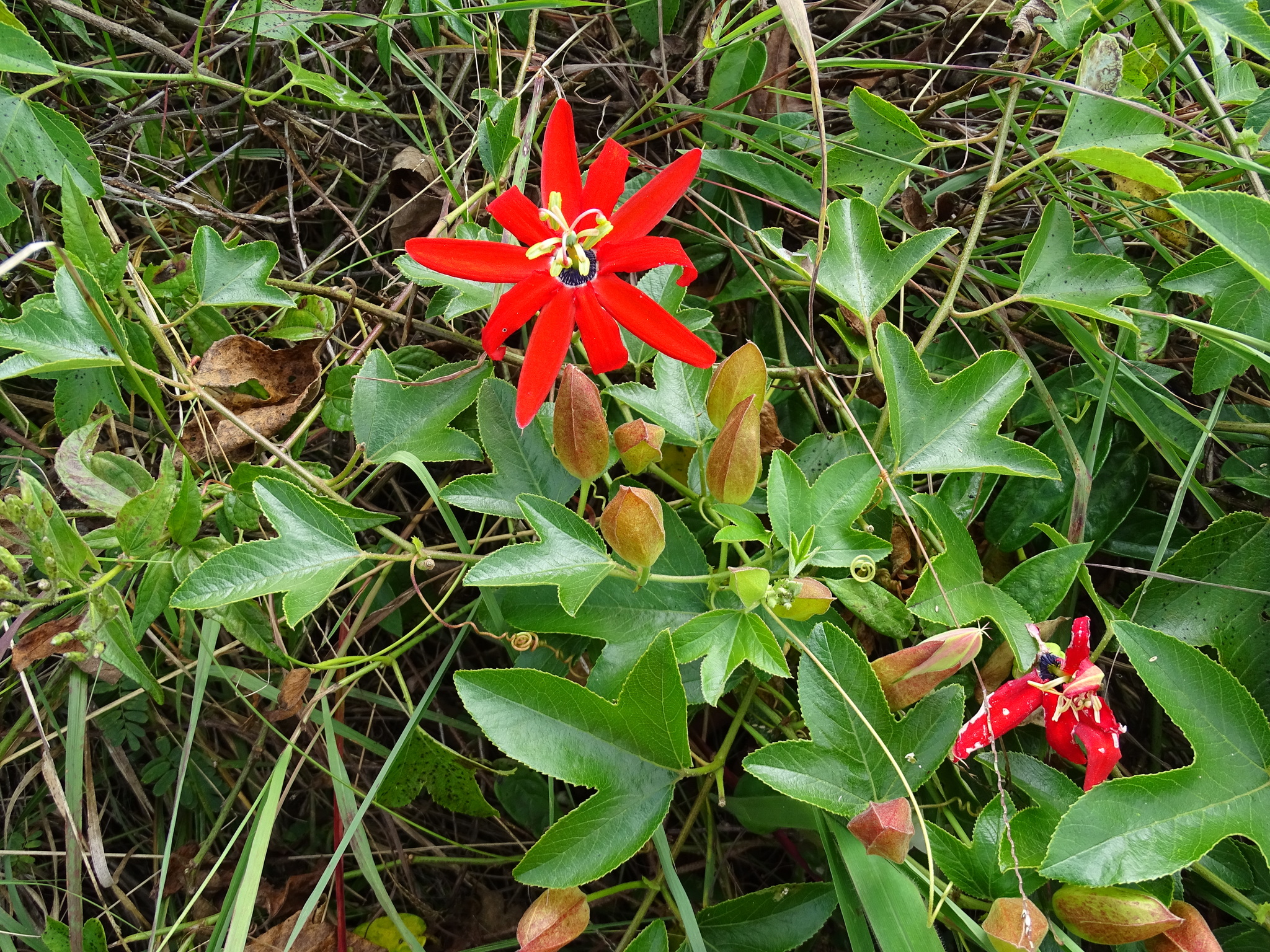 Passiflora manicata image