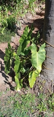 Philodendron appendiculatum