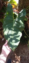 Philodendron appendiculatum