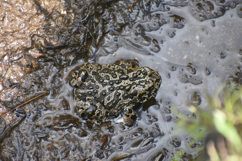 iNaturalist observation photo of Yosemite Toad