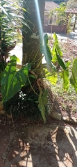 Philodendron appendiculatum