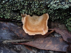 Panellus ligulatus