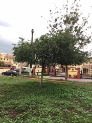 Ulmus