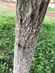 Ulmus