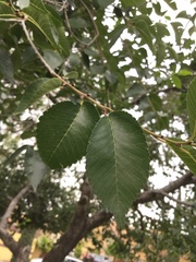 Ulmus