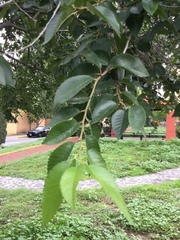 Ulmus