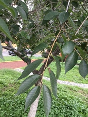 Ulmus