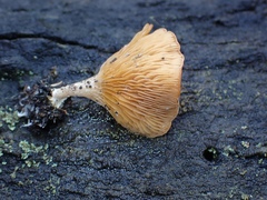 Panellus ligulatus