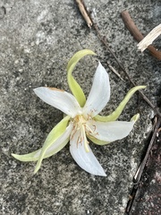 Pterospermum heterophyllum