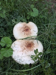 Chlorophyllum molybdites