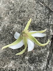 Pterospermum heterophyllum