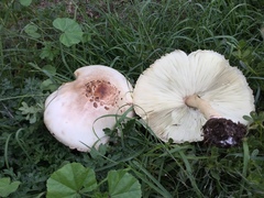 Chlorophyllum molybdites