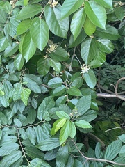 Pterospermum heterophyllum