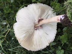 Chlorophyllum molybdites