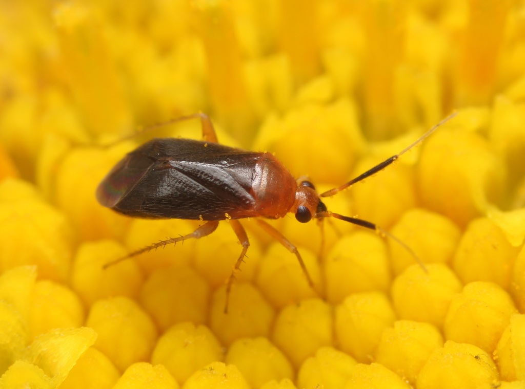 Rhinocapsus rubricans