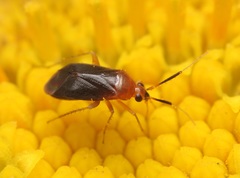 Rhinocapsus rubricans