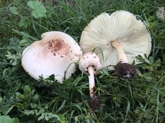 Chlorophyllum molybdites
