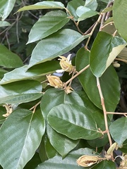 Pterospermum heterophyllum