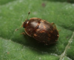 Stelidota geminata