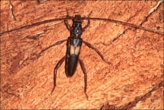 Epithora dorsalis
