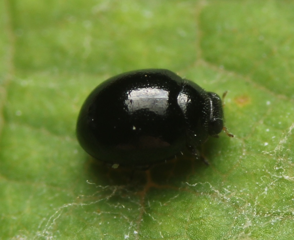 Eastern Velvethead Ladybug