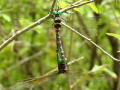 Macromia taeniolata