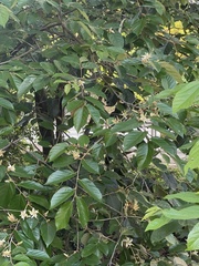 Pterospermum heterophyllum