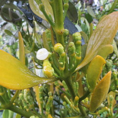 Dendrophthora clavata