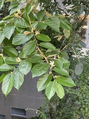 Pterospermum heterophyllum