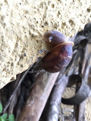 Cornu aspersum