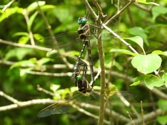 Macromia taeniolata