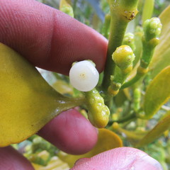 Dendrophthora clavata