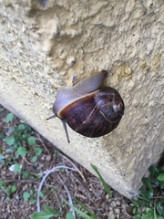Cornu aspersum