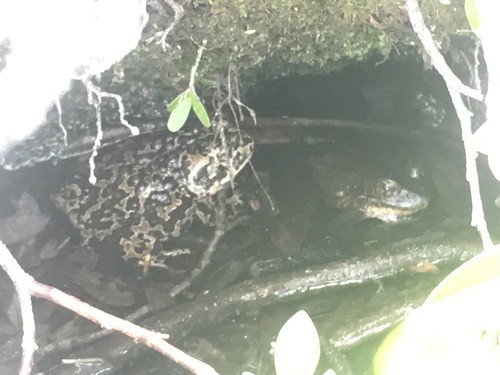 iNaturalist observation photo of Sierra Nevada Yellow-legged Frog