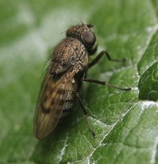 Paralimna punctipennis