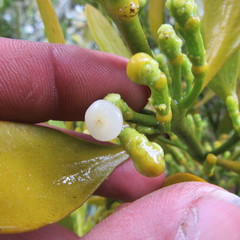 Dendrophthora clavata