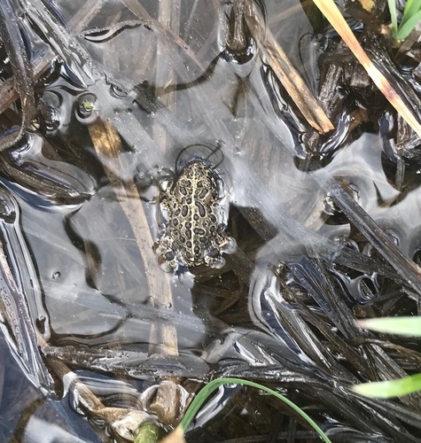 iNaturalist observation photo of Yosemite Toad