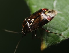Deraeocoris poecilus