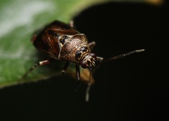 Deraeocoris poecilus