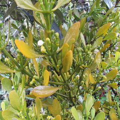 Dendrophthora clavata