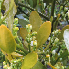 Dendrophthora clavata