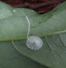 Mycena alphitophora