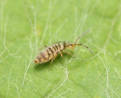 Entomobrya atrocincta