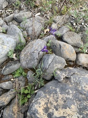 Campanula aurita
