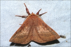 Anthela repleta