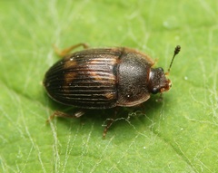 Stelidota geminata