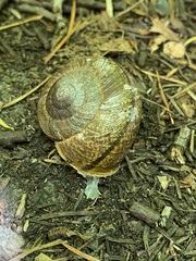 Helminthoglypta arrosa