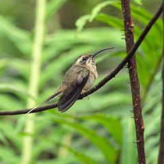 Phaethornis squalidus